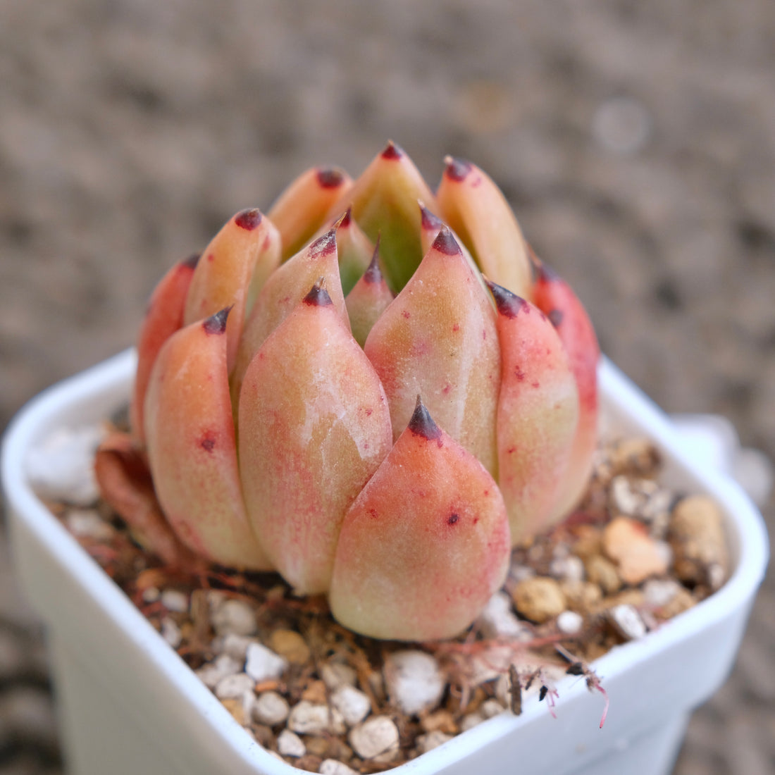 Echeveria Eagle Claw (hwaga hybrid) Korean Succulent Plant - A