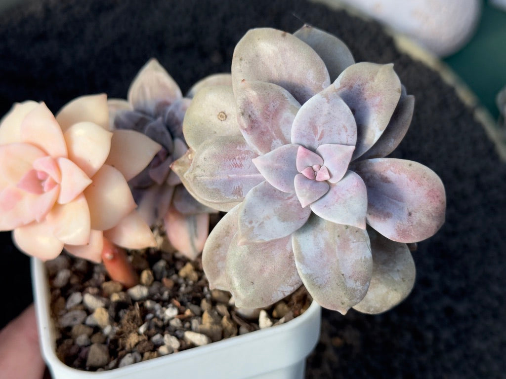 Variegated Graptopetalum Superbum Imported Succulent Plant