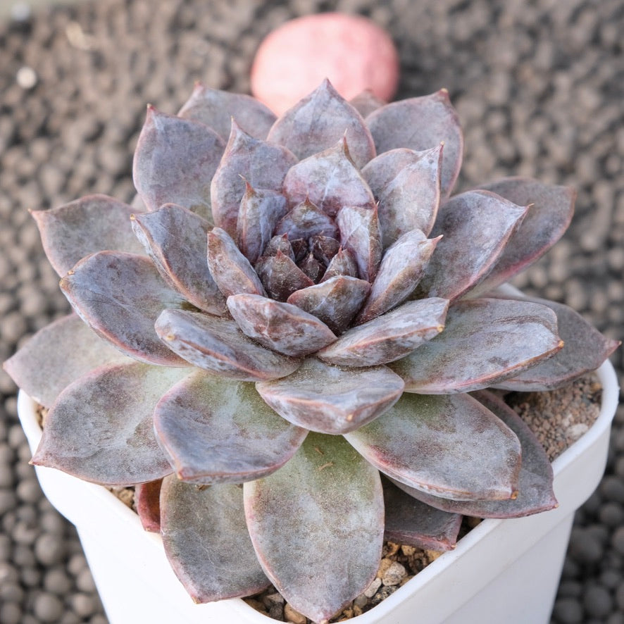 Big Echeveria White Soul Korean Succulent Plant