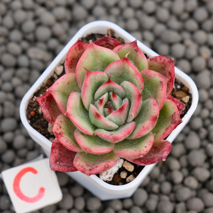 Echeveria Star Boss Imported Succulent Plant