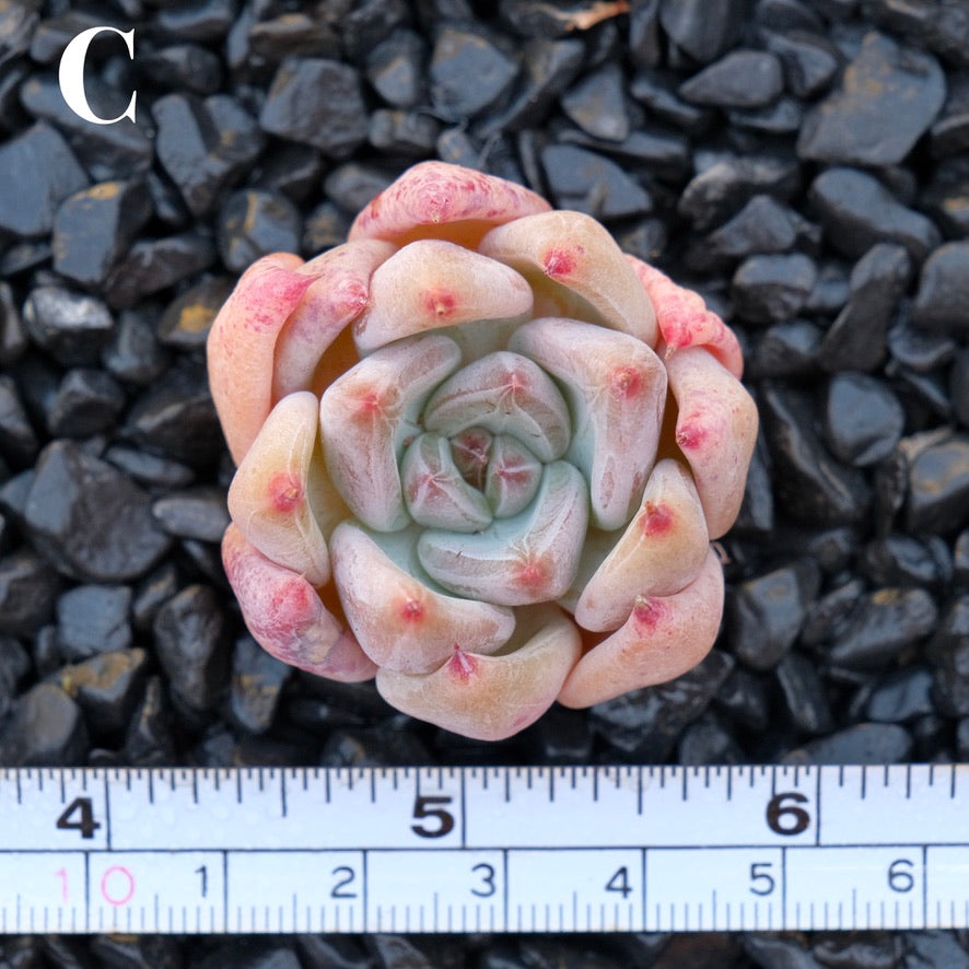 *New* Echeveria tolimanensis hybrid C Korean Imported Succulent Plant