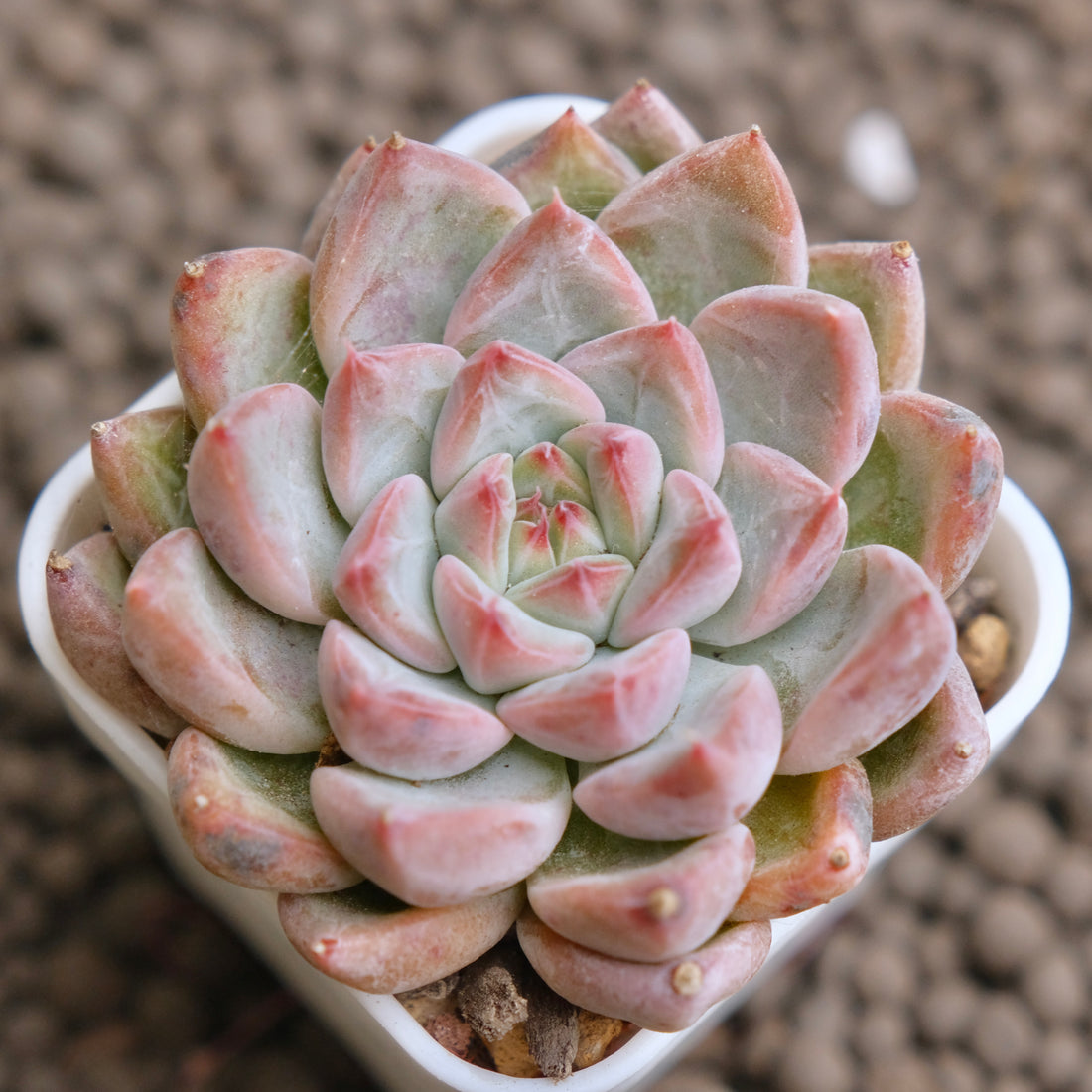 Echeveria Tripoli Imported Succulent Plant