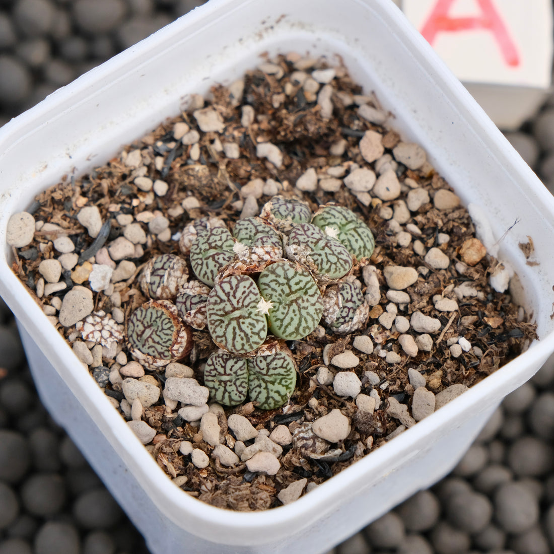 Conophytum minimum wittebergense Imported Succulent Plant