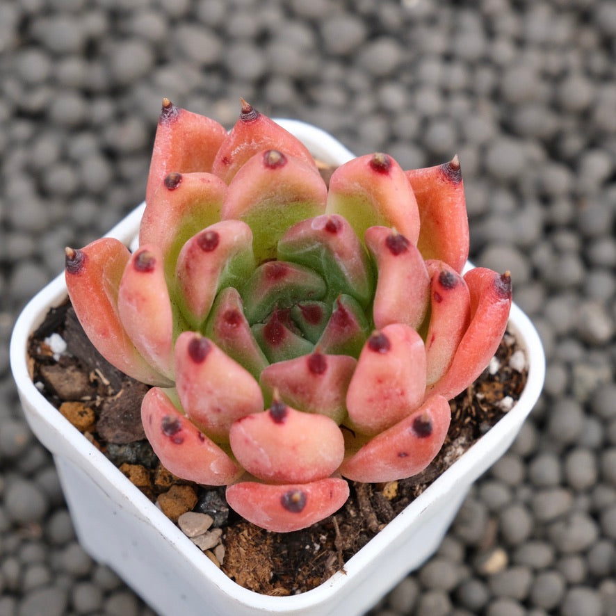 Echeveria Vanguard Korean Succulent Plant Hwaga Hybrid