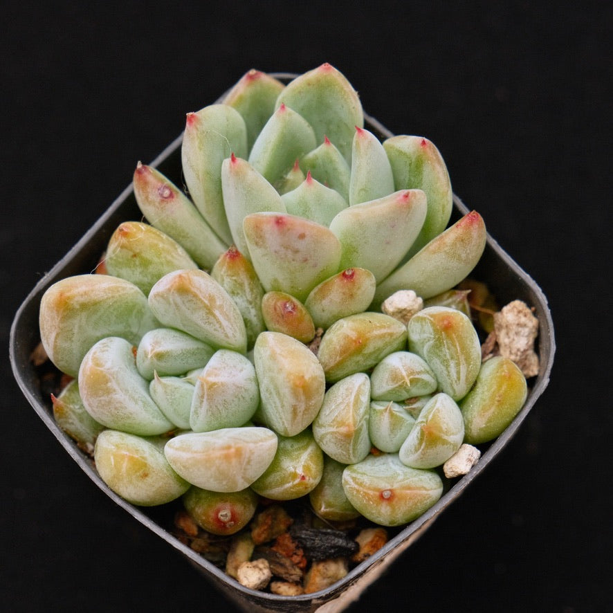 Echeveria tolimanensis hybrid Korean Succulent Plant