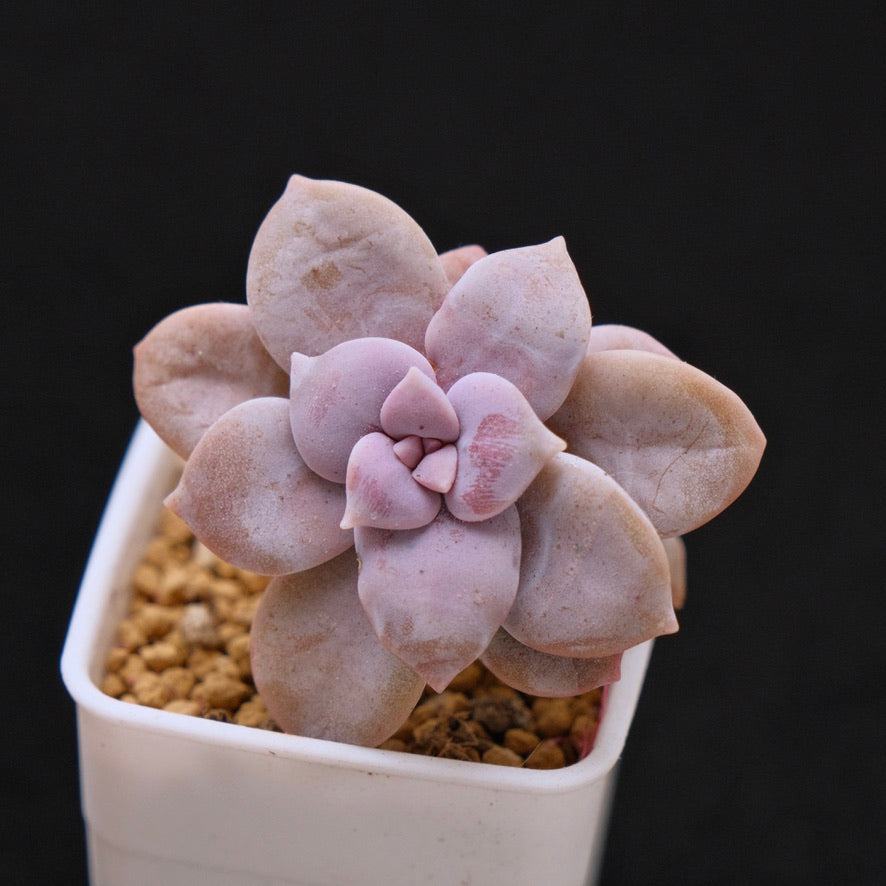 Graptopetalum Superbum Succulent Plant