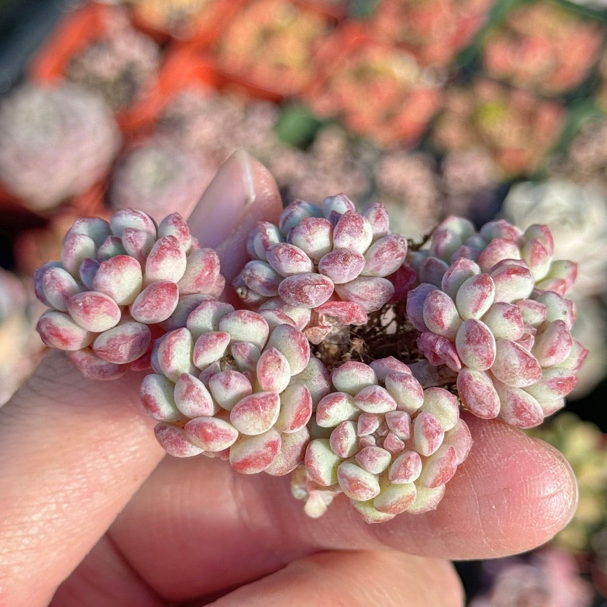 Graptoveria Pearl Bean Succulent Plant