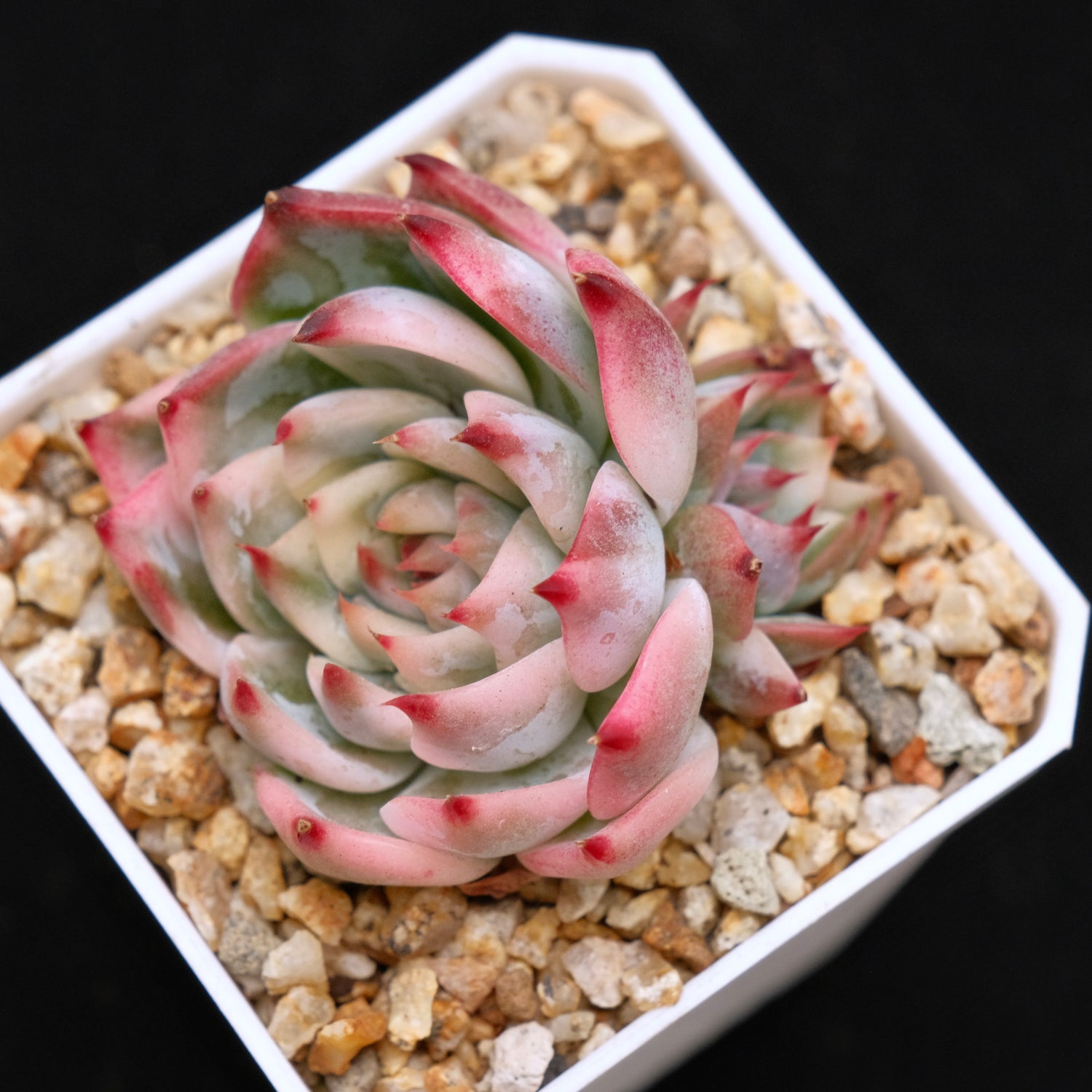 Variegated Echeveria Chihuahuaensis Korean Succulent Plant