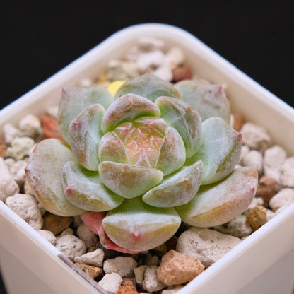 Echeveria First Love Imported Succulent Plant *New* 初恋情人