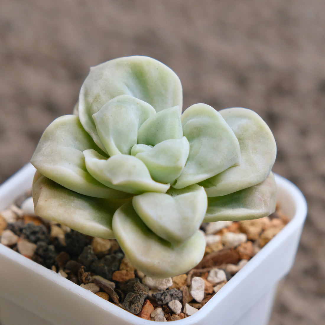 Graptoveria Lovely Rose Imported Succulent Plant - B