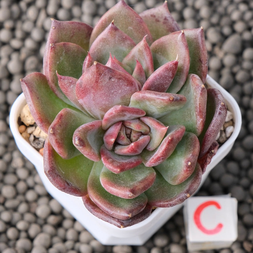 Echeveria Moila Korean Succulent Plant New Hybrid