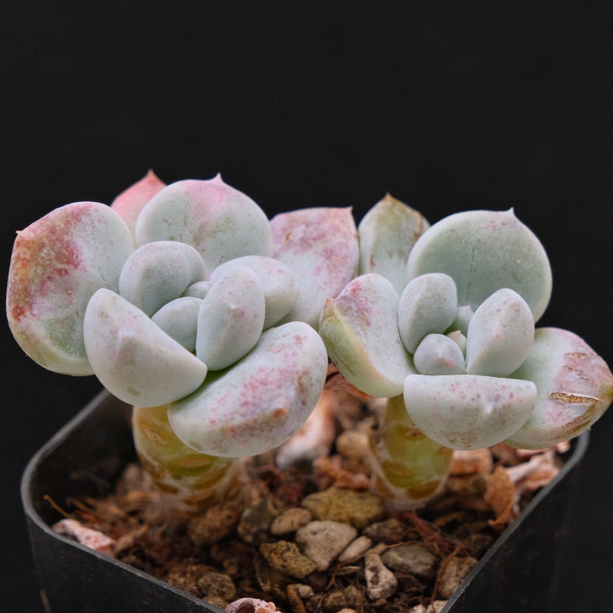 Graptoveria Amaria Korean Succulent Plant