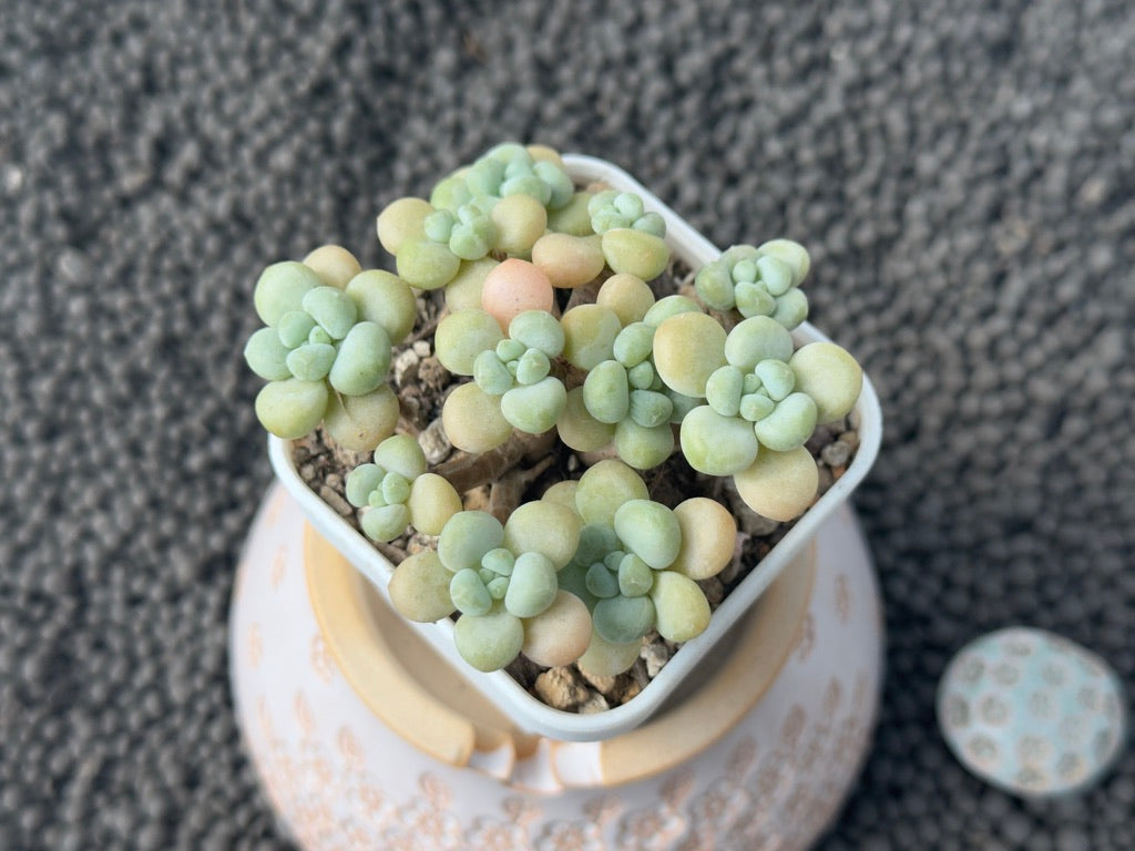 Graptosedum Rococo Imported Succulent Plant