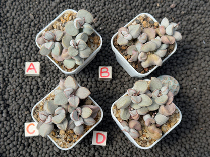 Adromischus Pink Snow Egg (L) Imported Succulent Plant