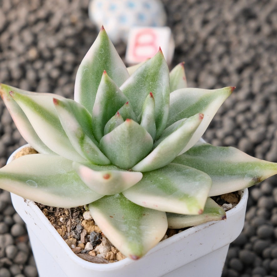 Variegated Echeveria Elkhorn Korean Succulent Plant