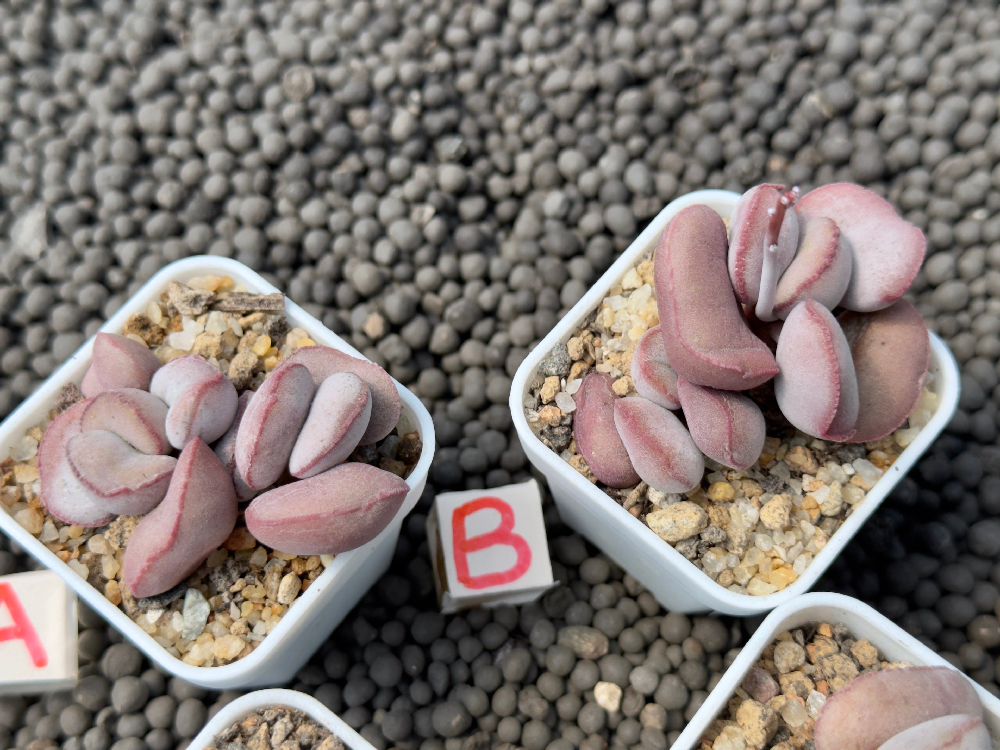 Adromischus &