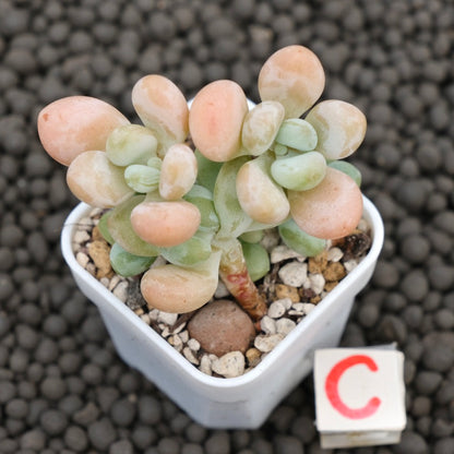 Graptosedum Jelly Finger Imported Succulent Plant