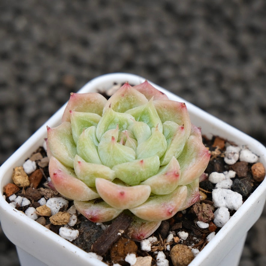 Echeveria Marieta Korean Succulent Plant Hwaga Hybrid