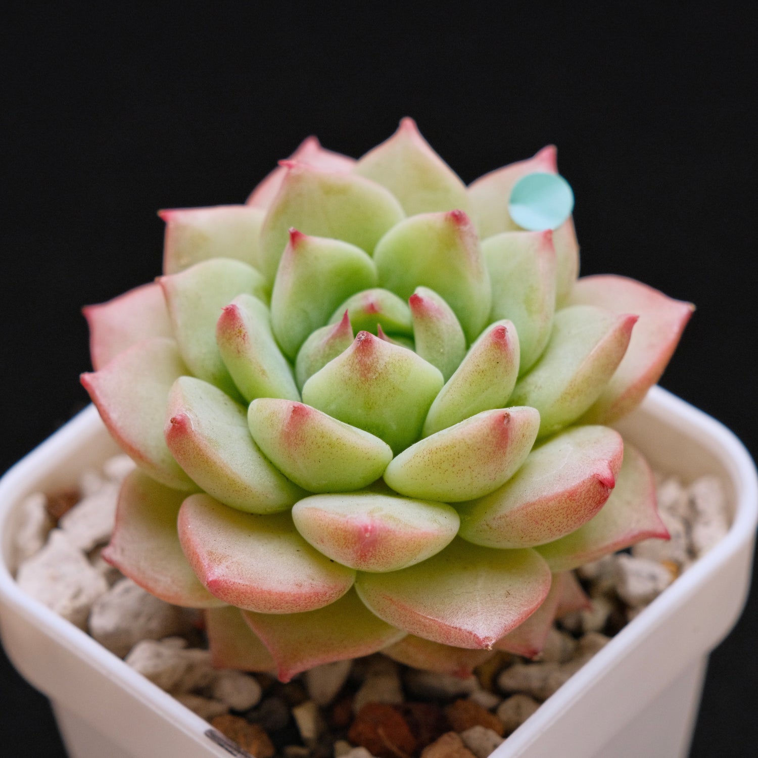 Echeveria Blue Eye Imported Succulent Plant *New* 蓝眼睛