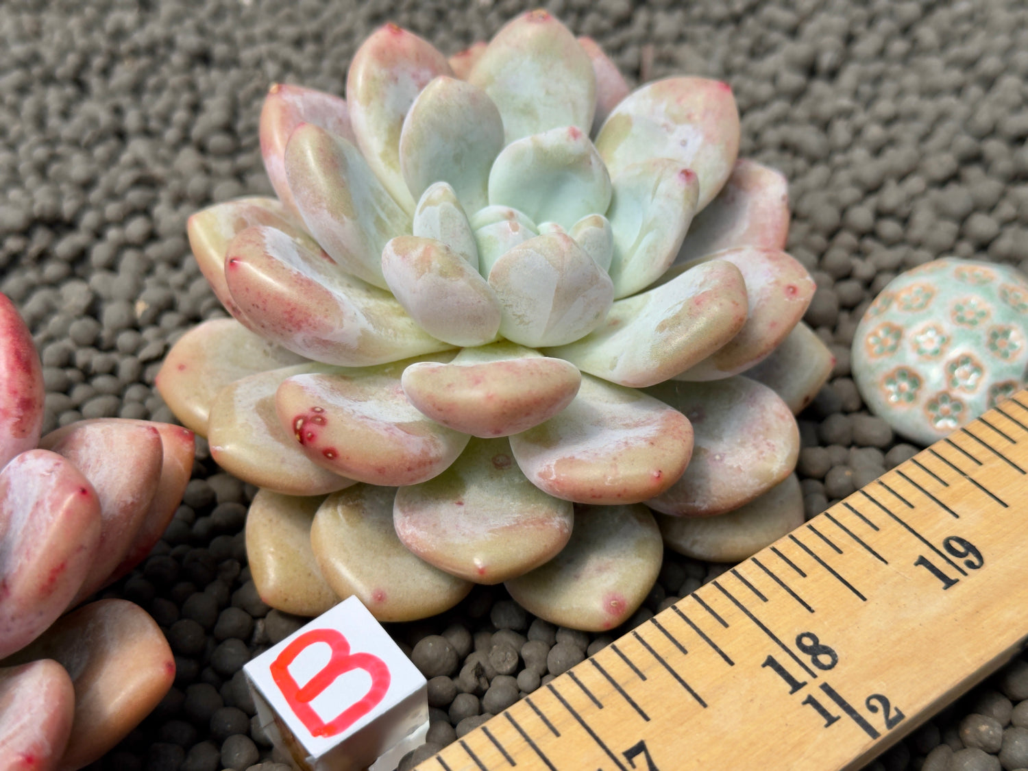 Graptoveria amethystinum x Monroe Imported Succulent Plant