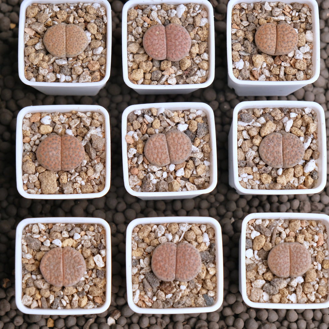 Lithops fulviceps Imported Succulent Plant - random