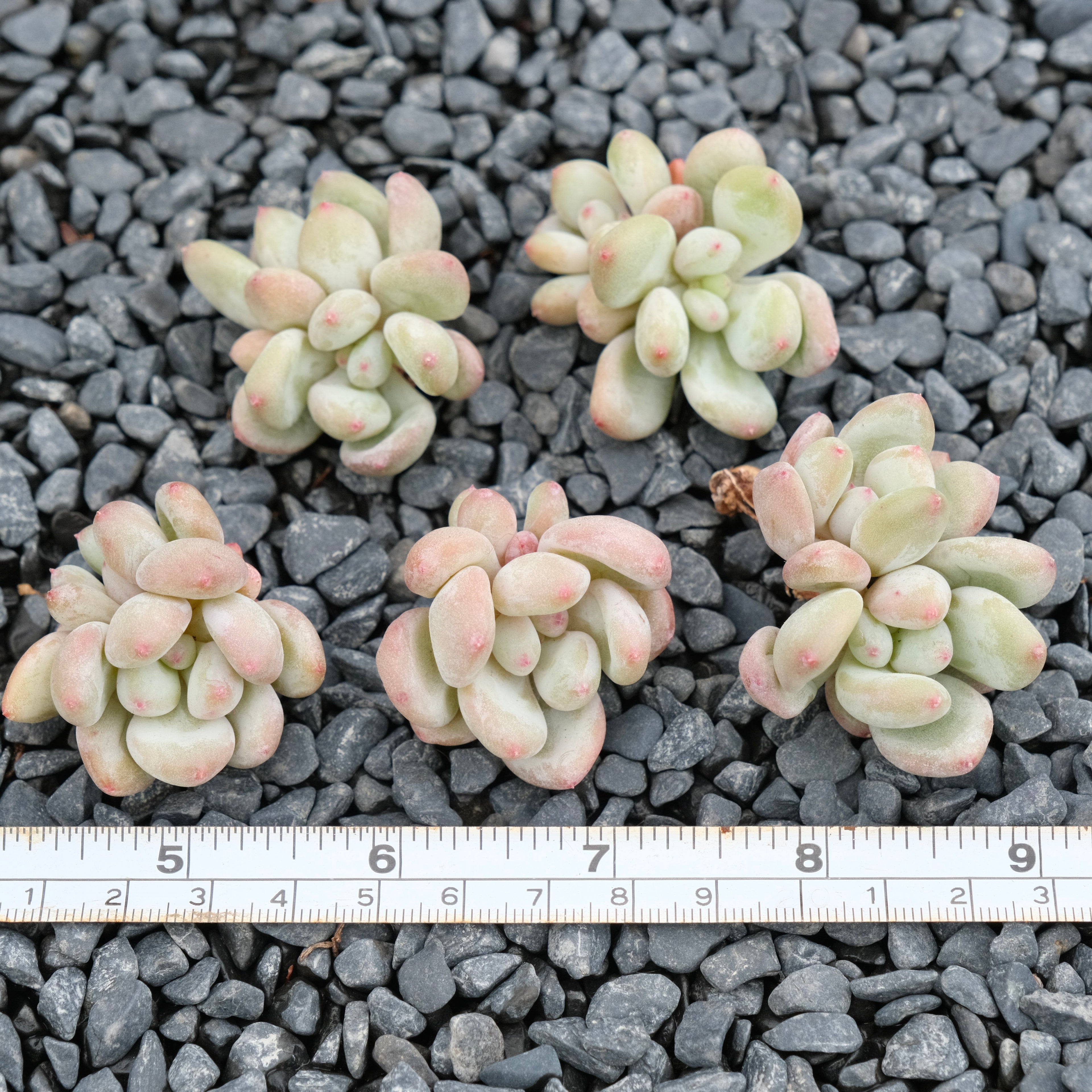 Pachyveria Tsubaraya Imported Succulent Plant