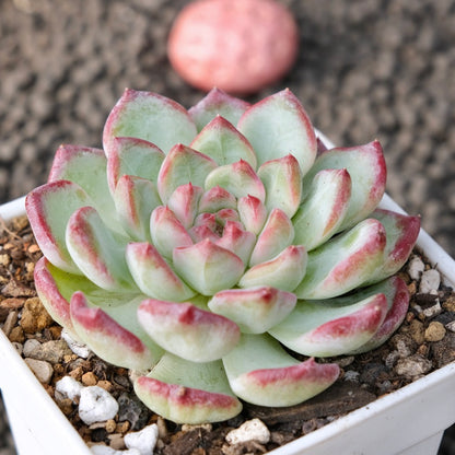 Echeveria Monroe x Sarahime Korean Succulent Plant New Changhee Hybrid