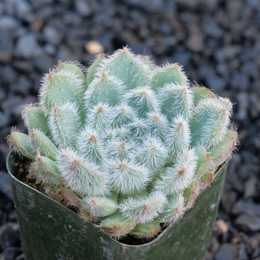 Echeveria setosa Succulent Plant