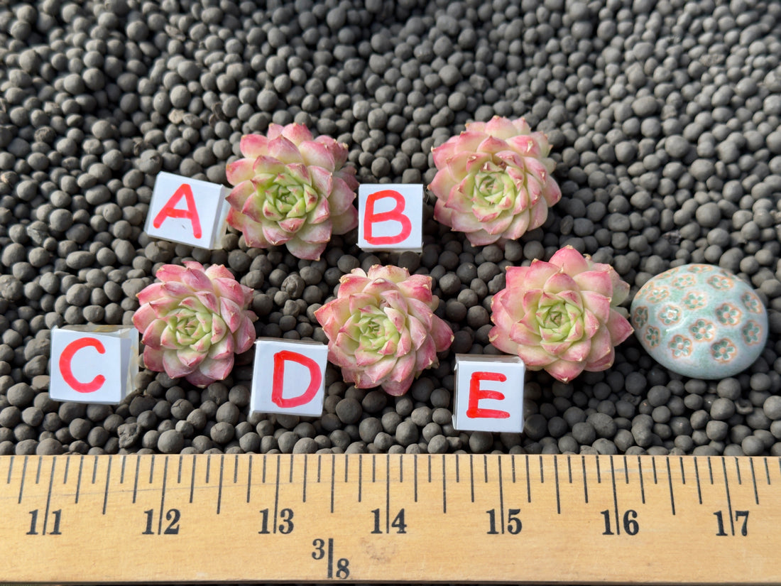 Echeveria Queens Rose Bumps Imported Succulent Plant