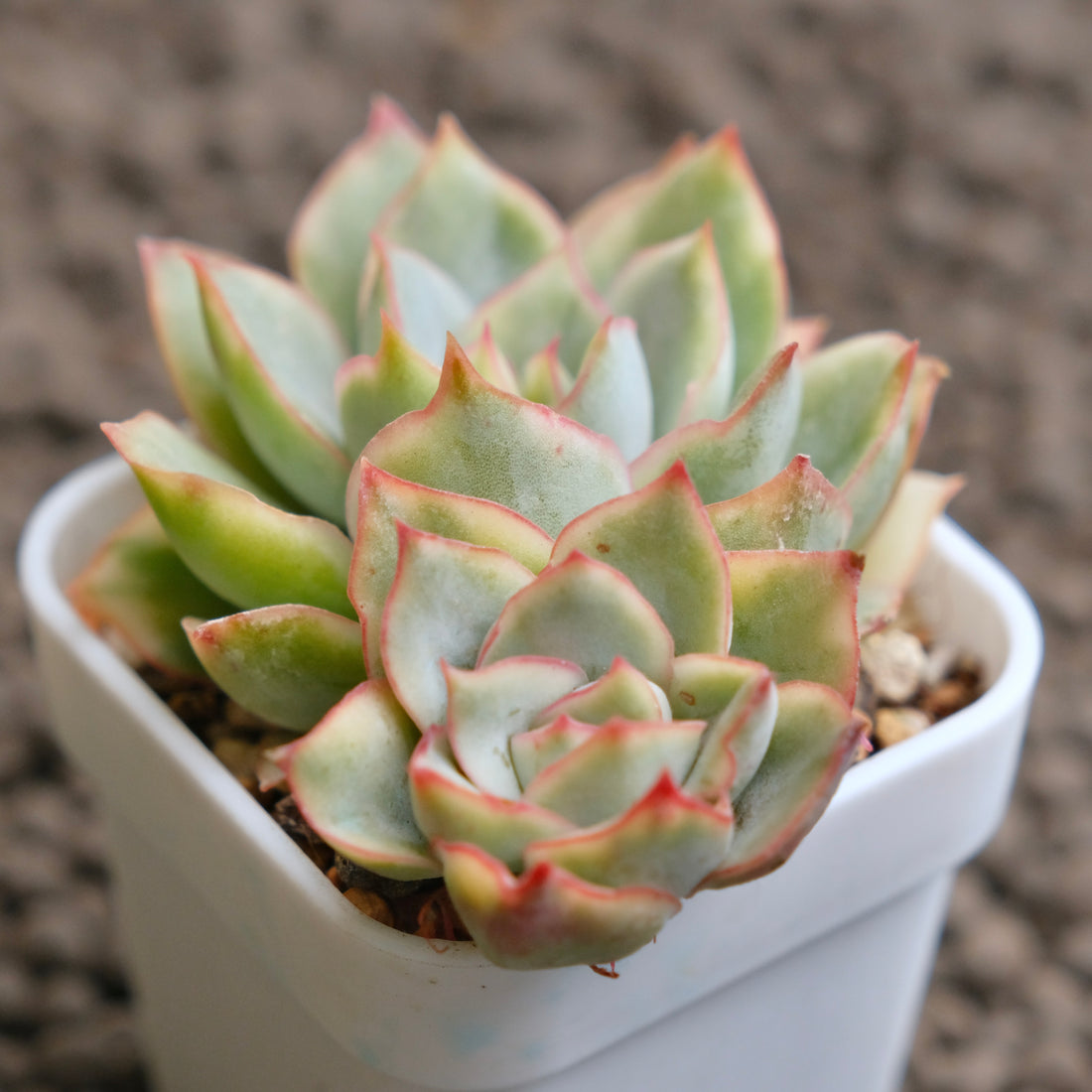 Variegated Echeveria Esther double Imported Succulent Plant - A