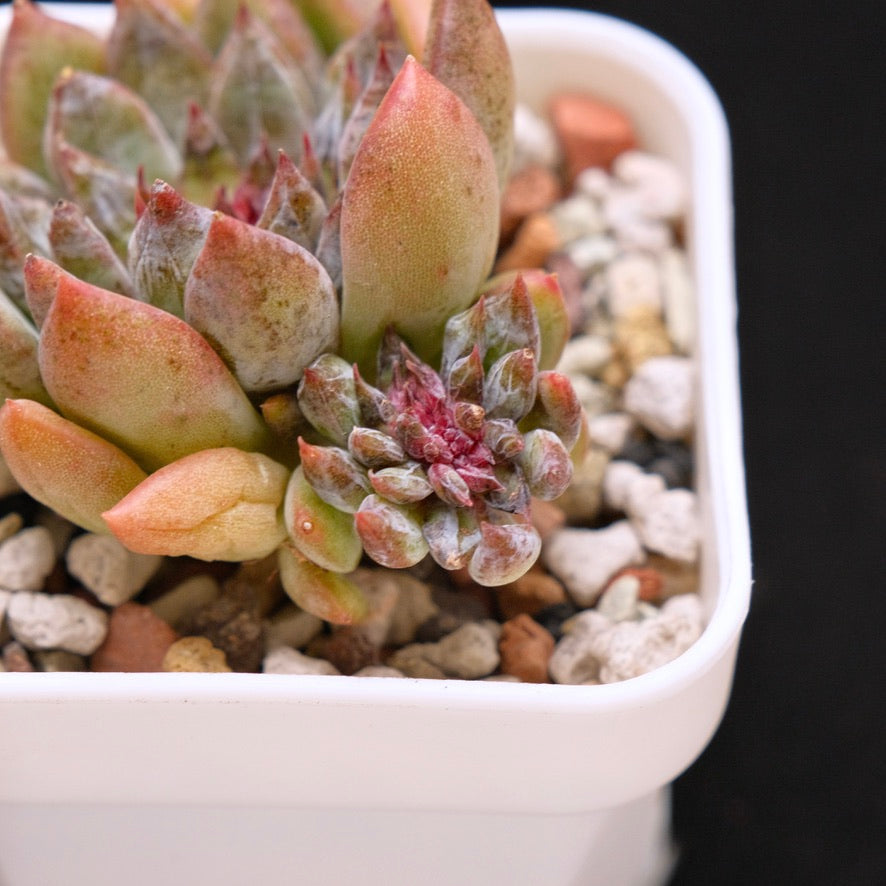 Echeveria Chanel Rose Korean Succulent Plant