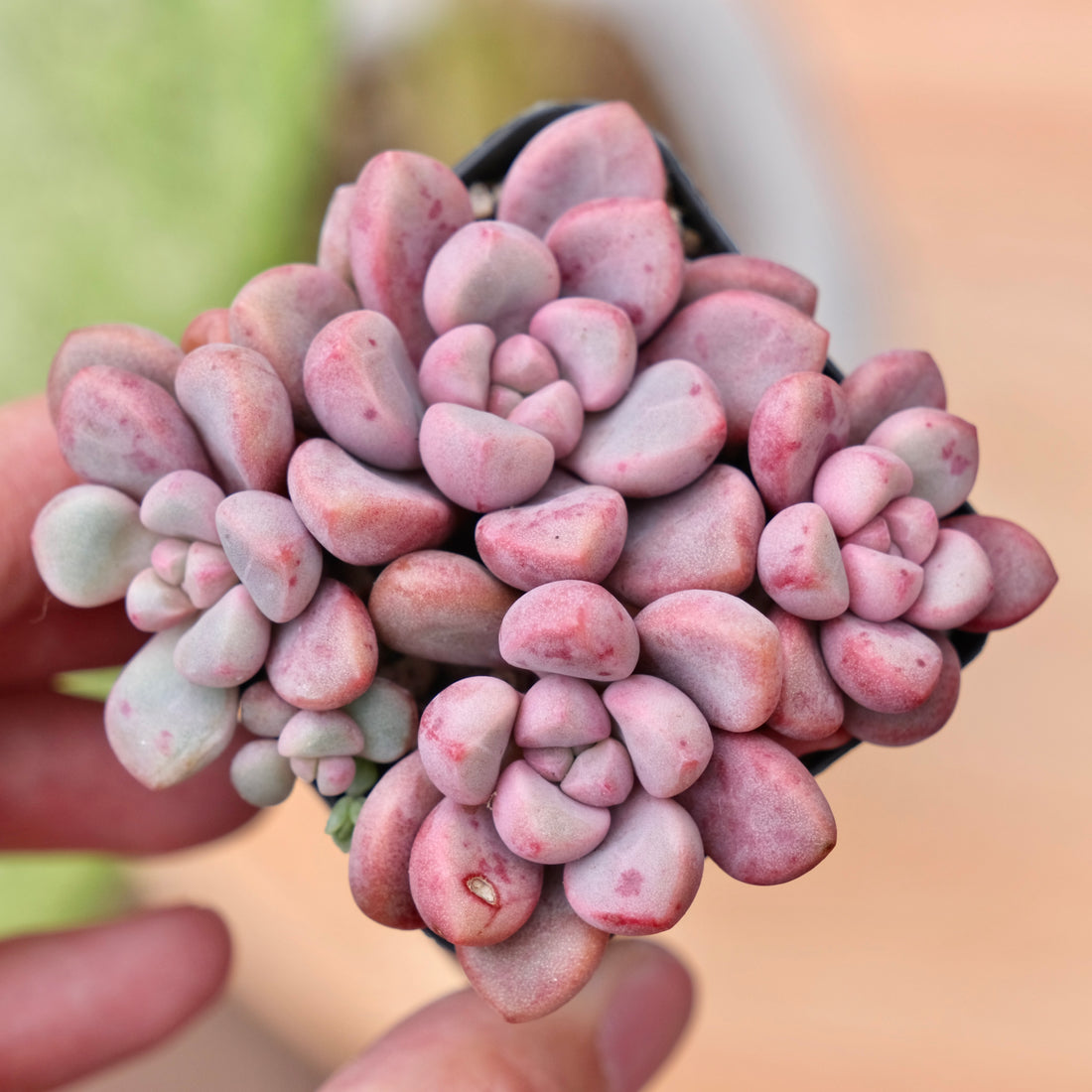 Graptopetalum Polari Heart Korean Succulent Plant