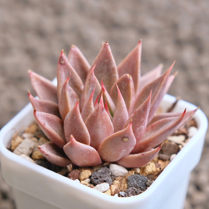 Graptopetalum Resbyi Imported Succulent Plant