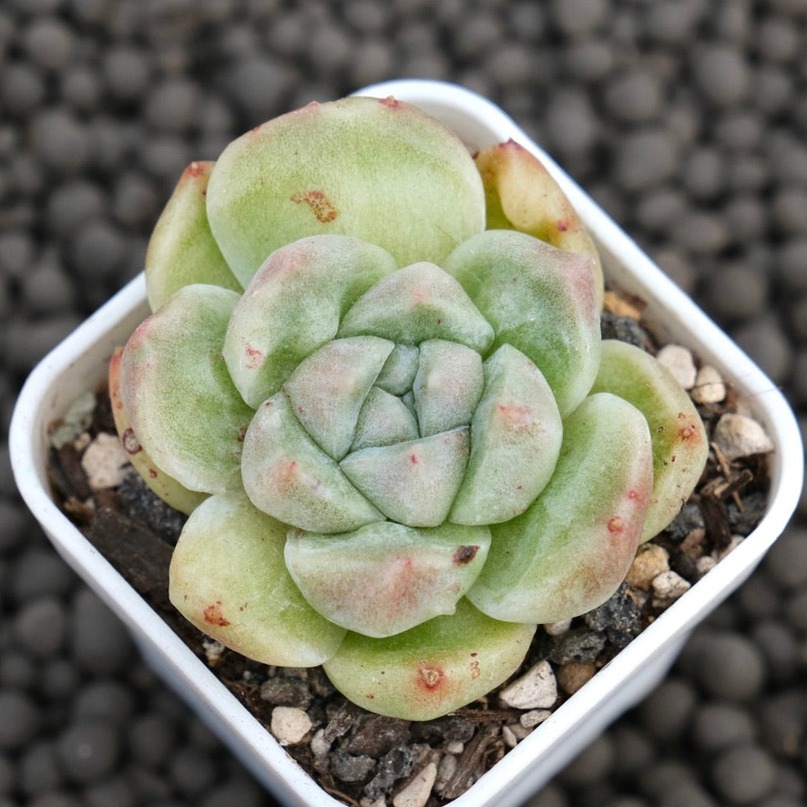 Monstrose Echeveria Gremlin Korean Succulent Plant