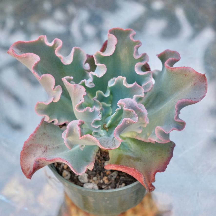 Unnamed Echeveria hybrid - Dick Wright hybrid