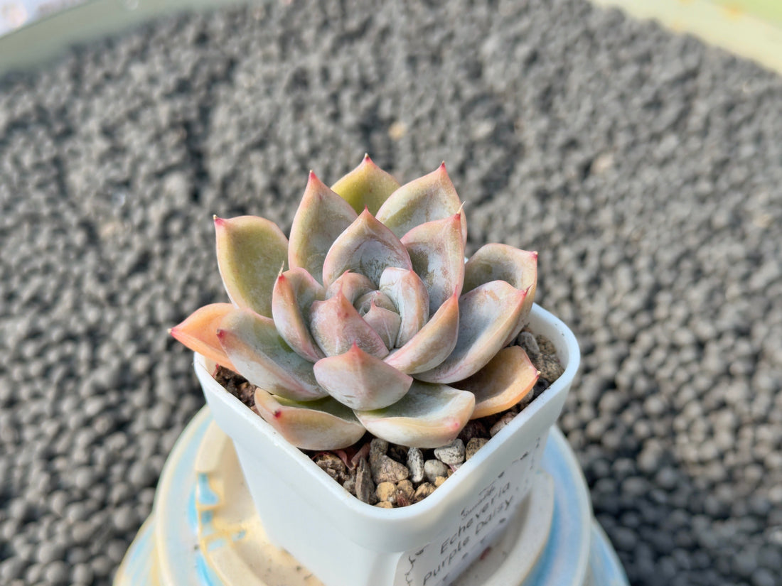 Echeveria Purple Daisy Korean Succulent Plant