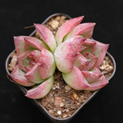 *New* Echeveria Pink Champagne x colorata E Korean Imported Succulent Plant