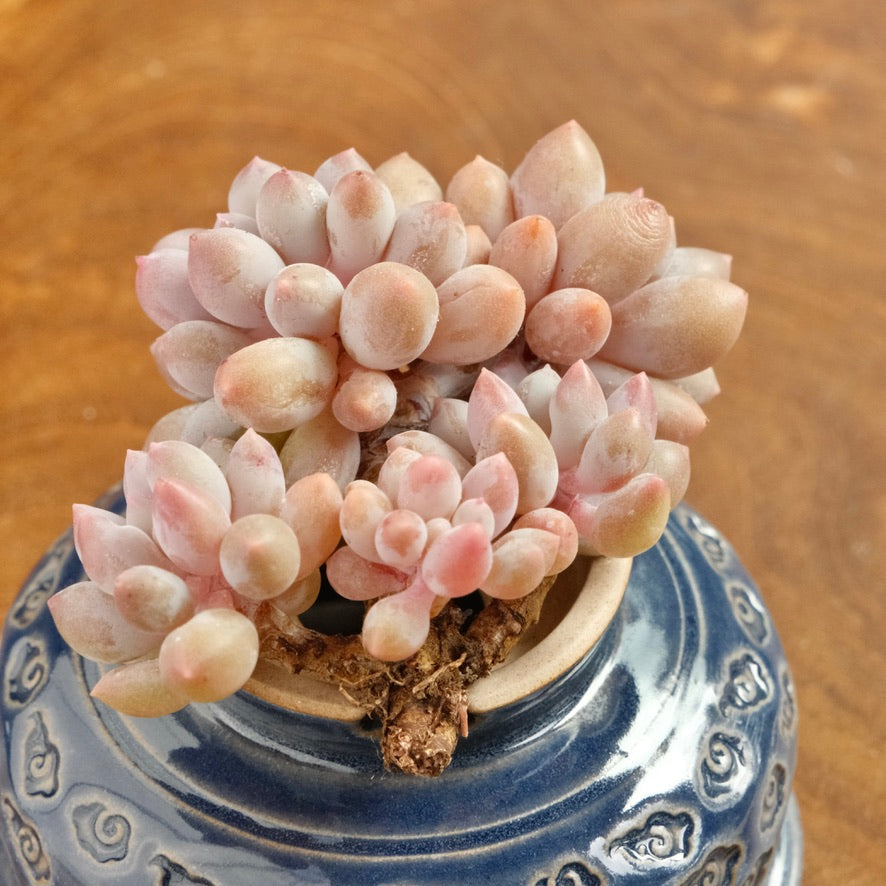 Pachyphytum Baby Fingers Korean Succulent Plant