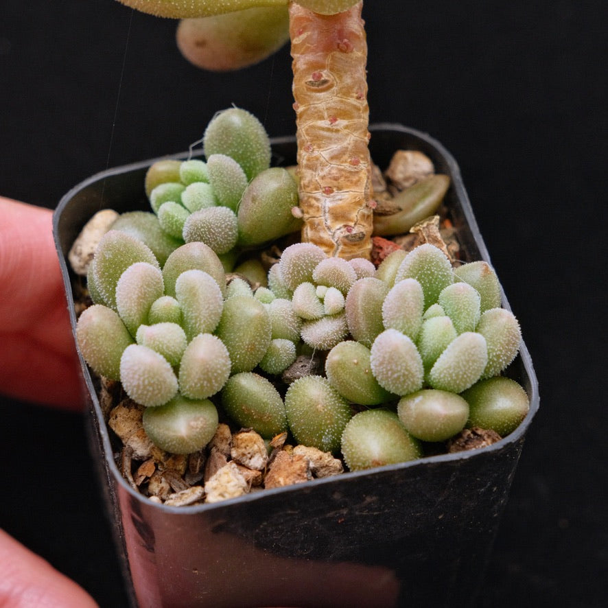 Graptosedum Angel Kiwi Korean Succulent Plant Air Magic hybrid