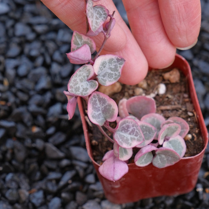 2 inch Variegated String of Hearts Succulent Plant