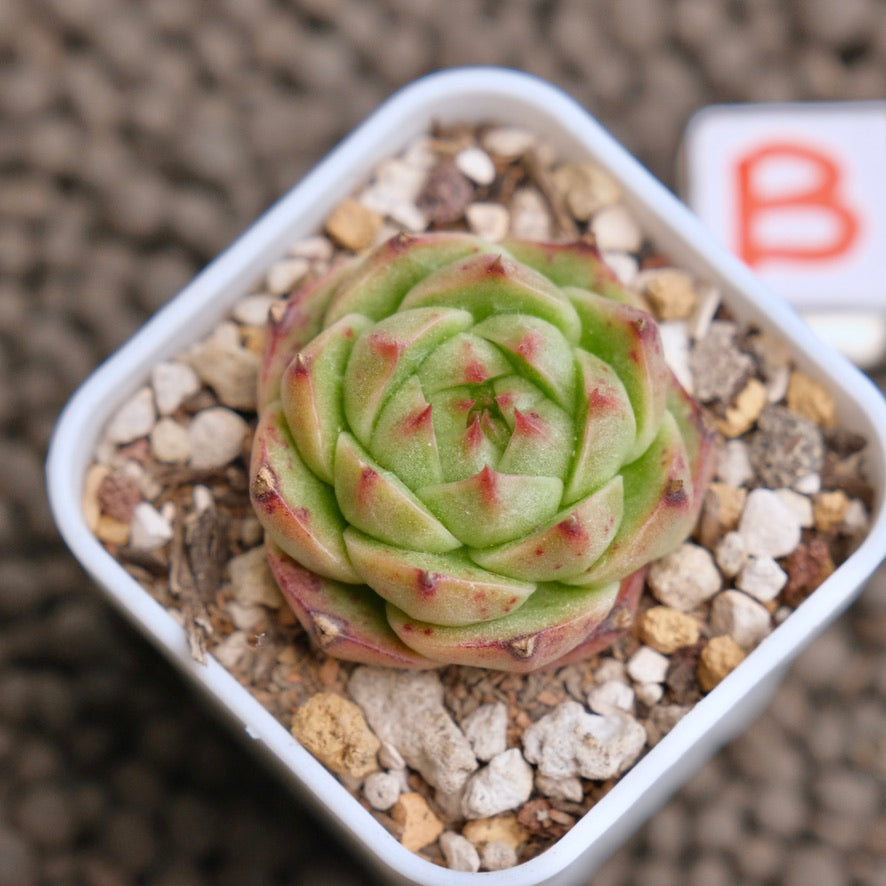 Echeveria Red Pupil Imported Succulent Plant - B