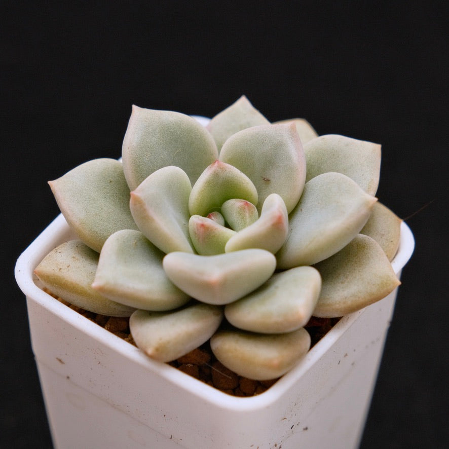 Graptoveria Pink Rosa Korean Succulent Plant Hwaga Hybrid