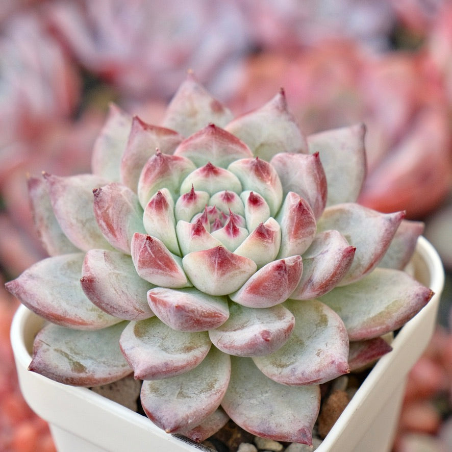 Echeveria Black Sabbath hybrid Korean Succulent Plant *New*