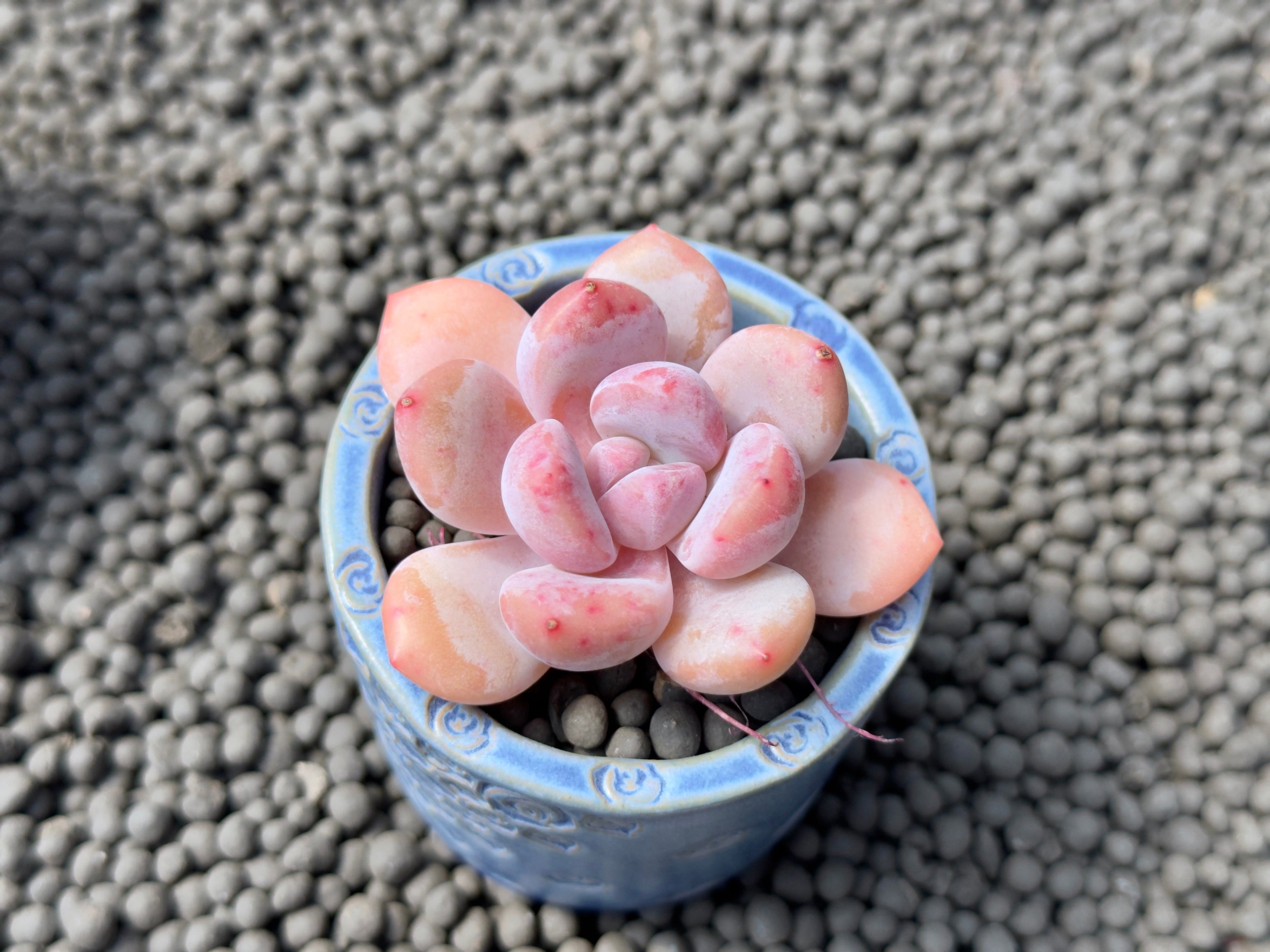 Graptoveria Amemonroe Imported Succulent Plant