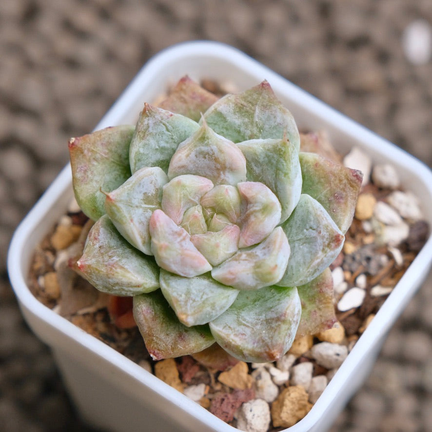 Echeveria Ruby Star (changhee hybrid) Imported Succulent Plant