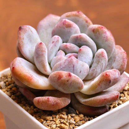 Monstrose Echeveria Monroe Imported Succulent Plant