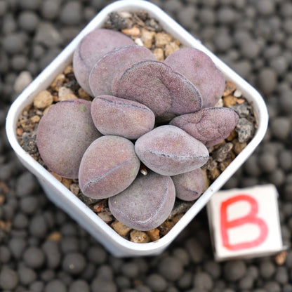 Adromischus Purple Ball Imported Succulent Plant