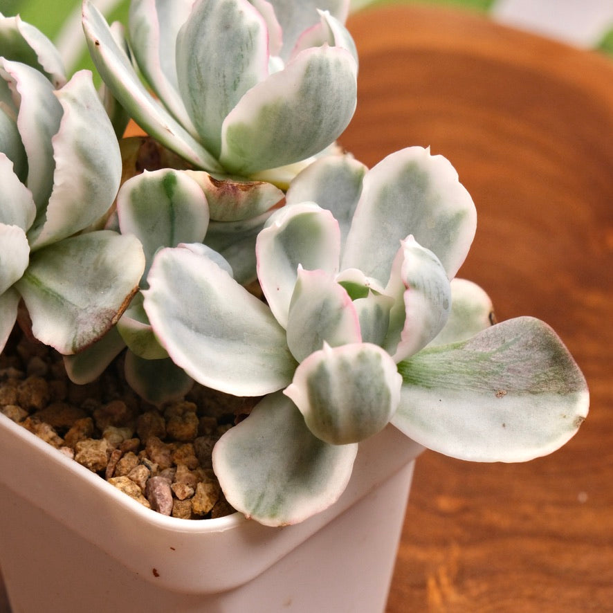 Variegated Echeveria Berkeley Light Imported Succulent Plant (Not recommended for indoor growing)