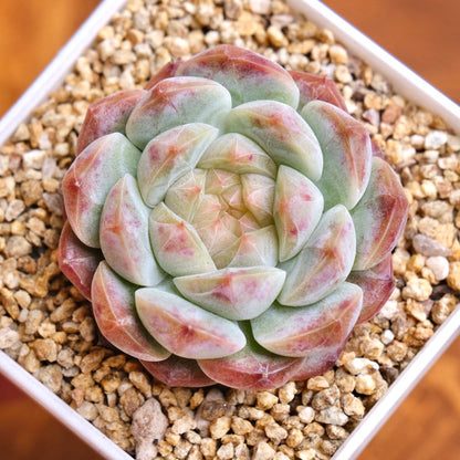 Echeveria Jelly Hybrid Imported Succulent Plant