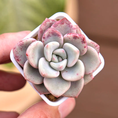 Graptoveria Pink Rosa Korean Succulent Plant Hwaga hybrid